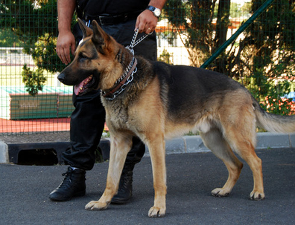 UNIVERSAL SECURITY - Agent cynophile